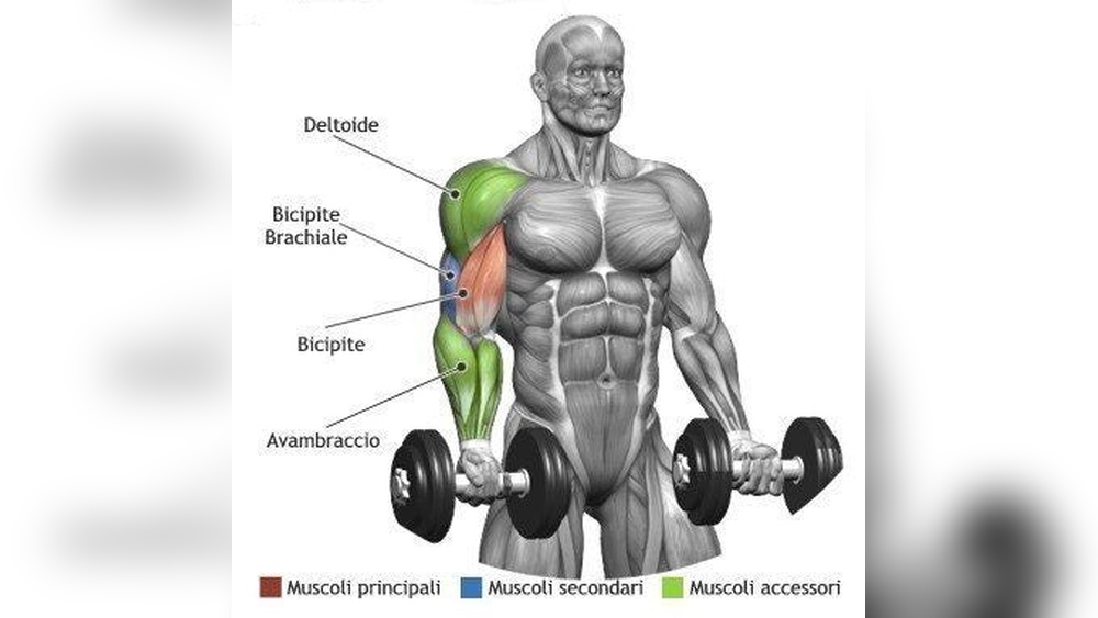 What Muscle Does Dumbbell Curls Work