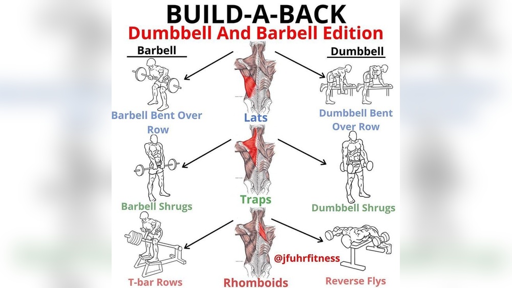 Best Dumbbell And Barbell Back Exercises
