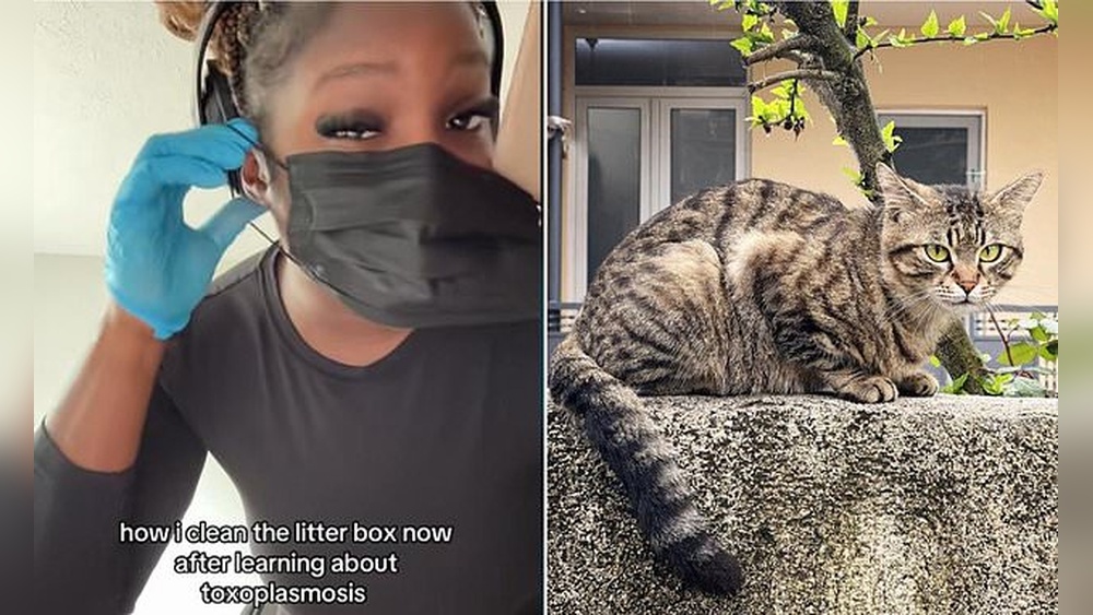 Can Pregnant Women Clean Litter Boxes With Gloves And Mask