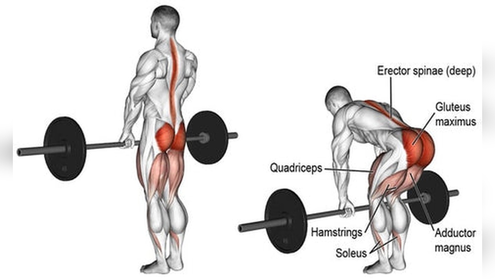 Do Dumbbell Rdls Work Lower Back