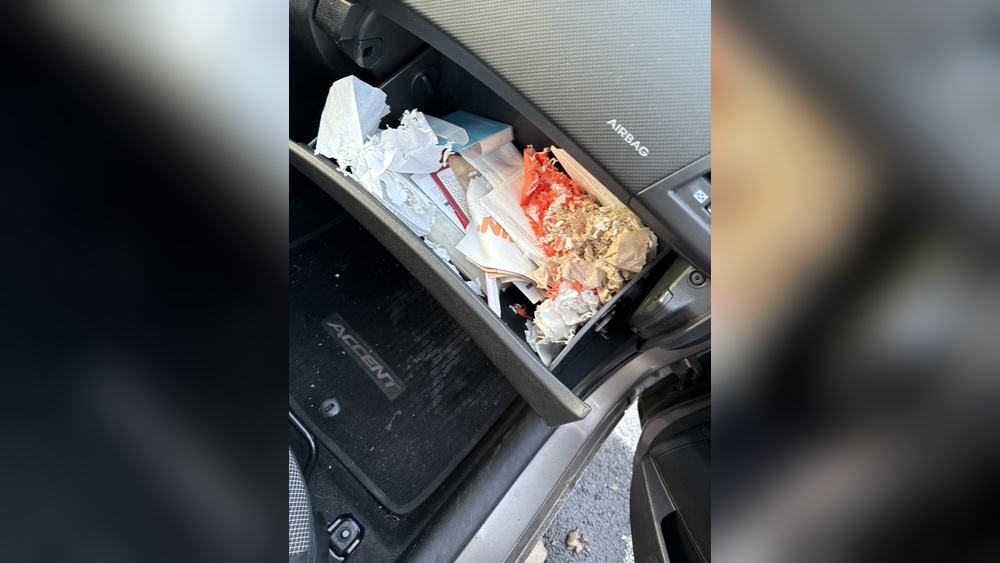How Do Mice Get into Glove Box