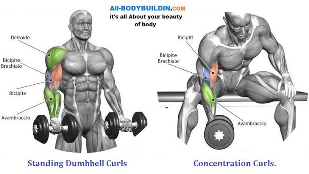 How to Build Biceps Fast With Dumbbells